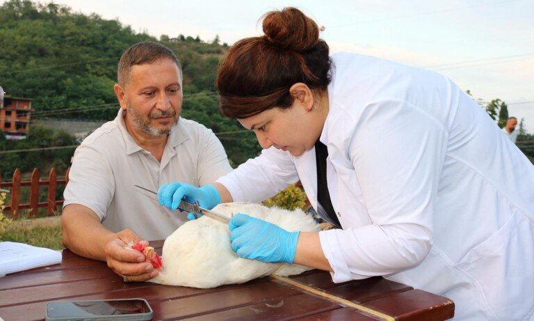 Gugulli Irkı Tescil Çalışmaları Başladı