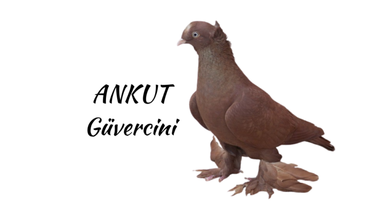 HZ. ALİ’NİN BESLEDİĞİ KUŞ : ANKUT GÜVERCİNİ