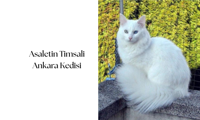 Asaletin Timsali: Ankara Kedisi