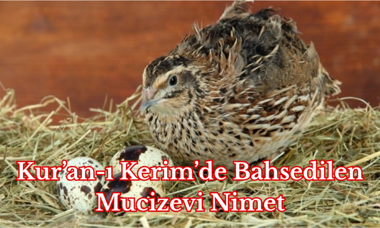 Mucizevi Bir Nimet: Bıldırcın Eti ve Yumurtası