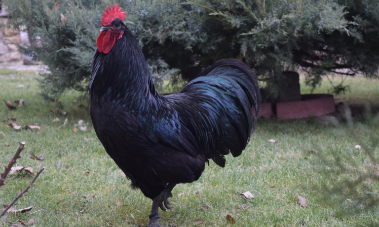 AUSTROLORP:Yumurta Makinesi