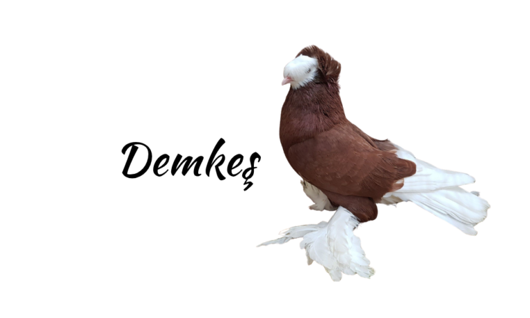 Ötücü Bir Güvercin Türü : DEMKEŞ