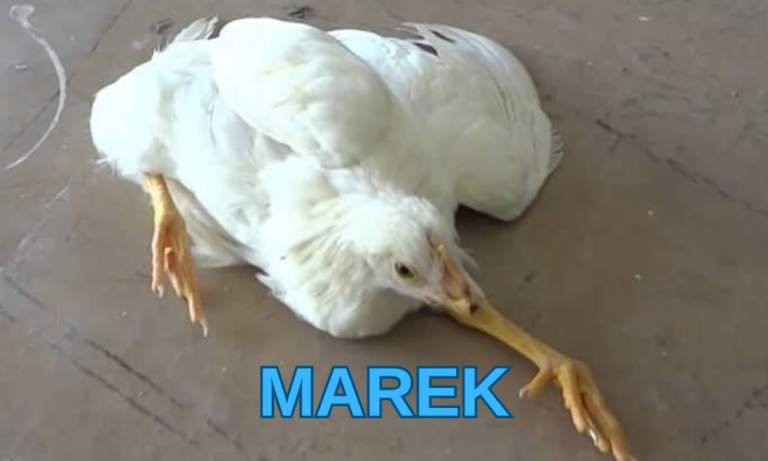 TAVUKLARDA MAREK HASTALIĞI