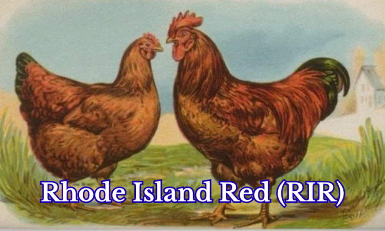 Rhode Island Red (R.I.R.)