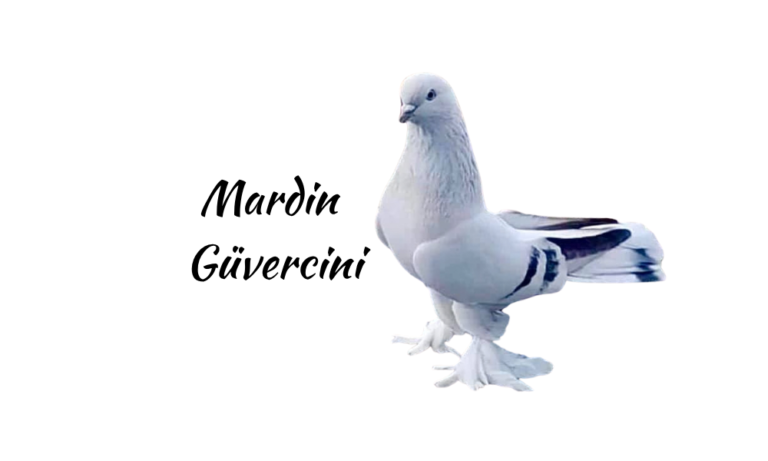 Mardin Güvercini