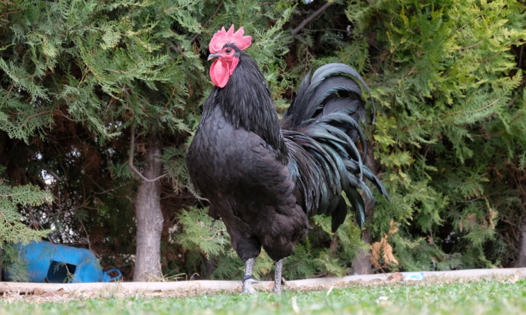 Austrolorp EE Standardı