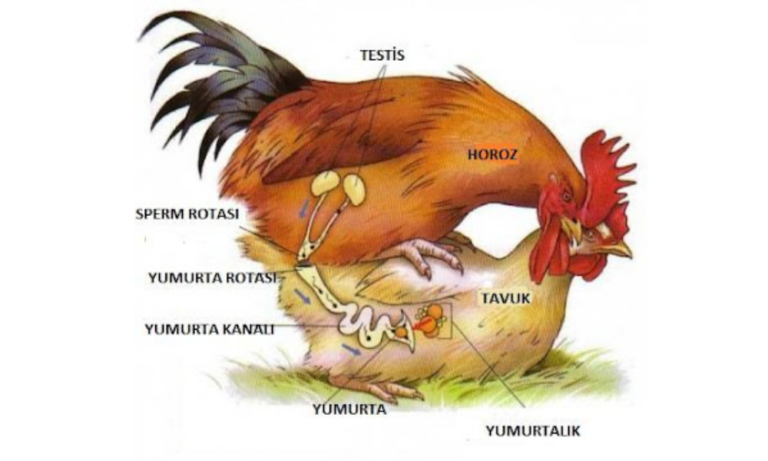 KANATLI SÜRÜLERİNDE DÖL VERİMİ