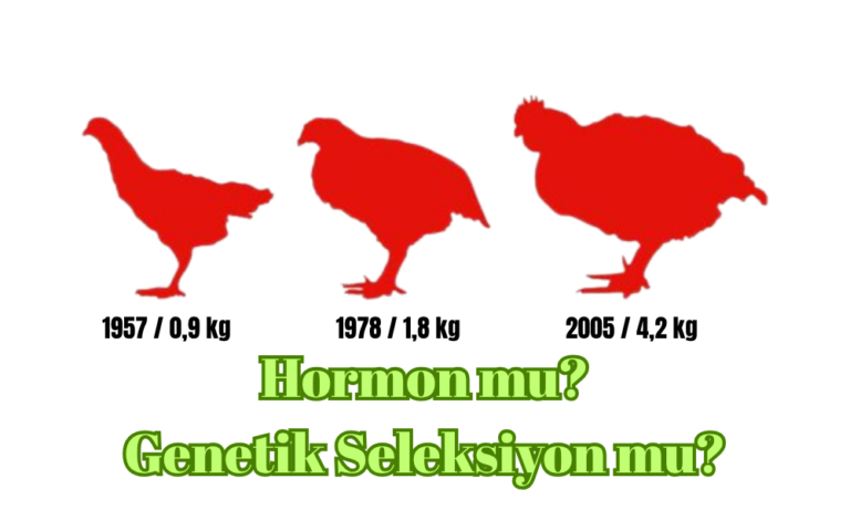Hormon Mu? Genetik Seleksiyon Mu?