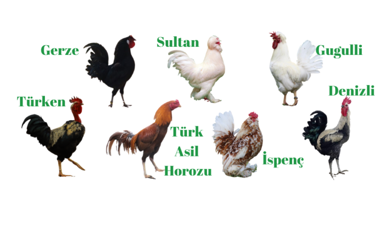 Yerli Tavuk Irklarının Önemi